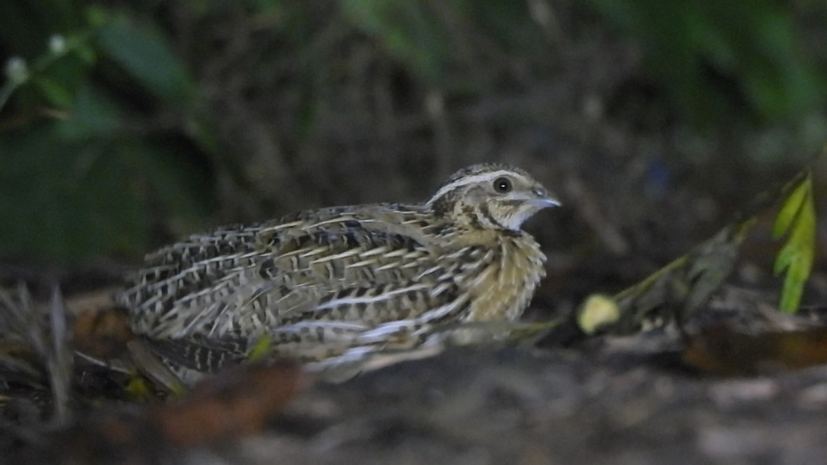 ヨーロッパウズラ - ML644634324