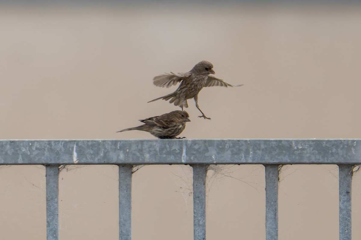 Roselin familier - ML644634326