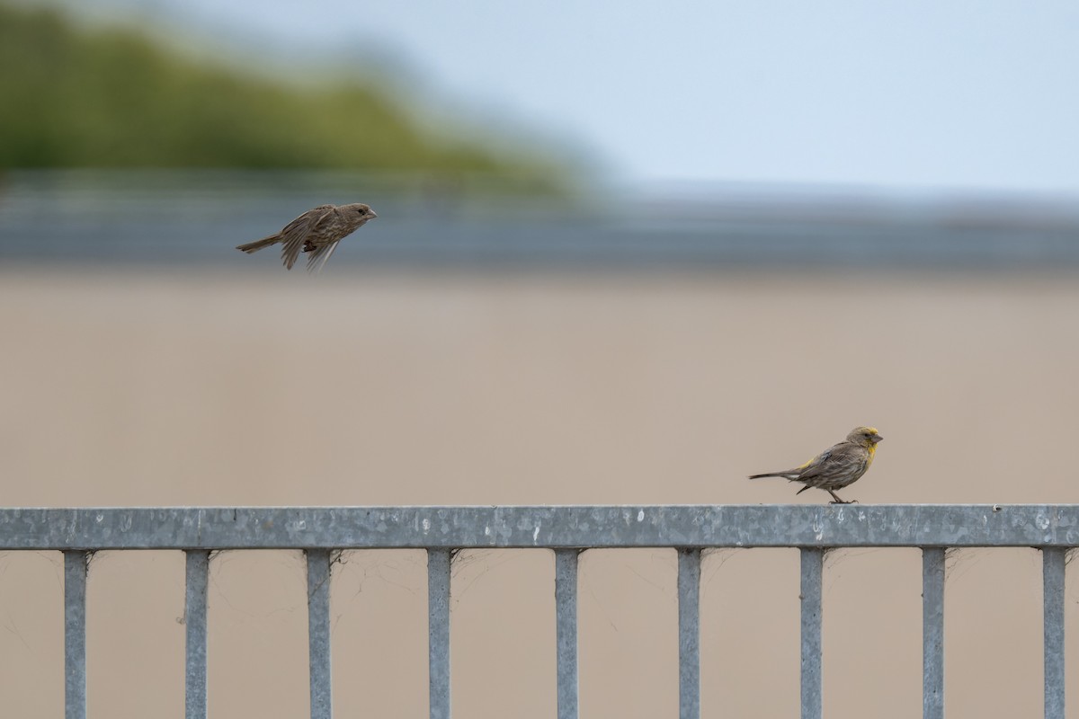 Roselin familier - ML644634327