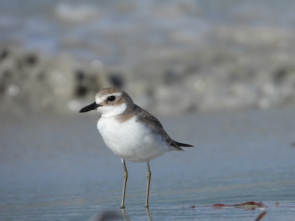 Greater Sand-Plover - ML644634328