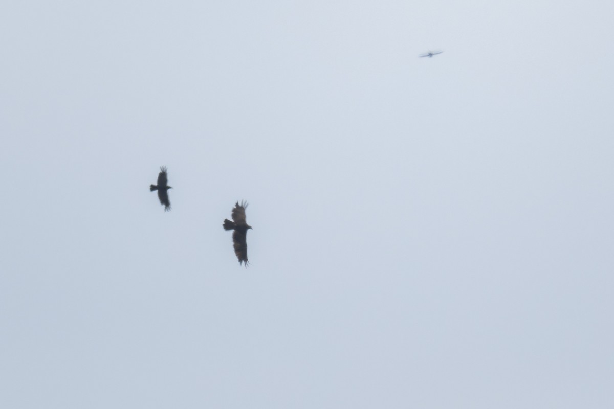 Urubu à tête rouge - ML644634337