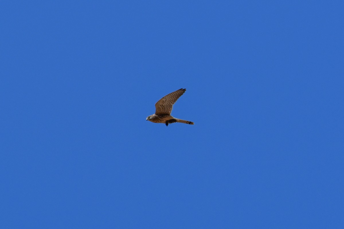 Turmfalke [tinnunculus-Gruppe] - ML644634338