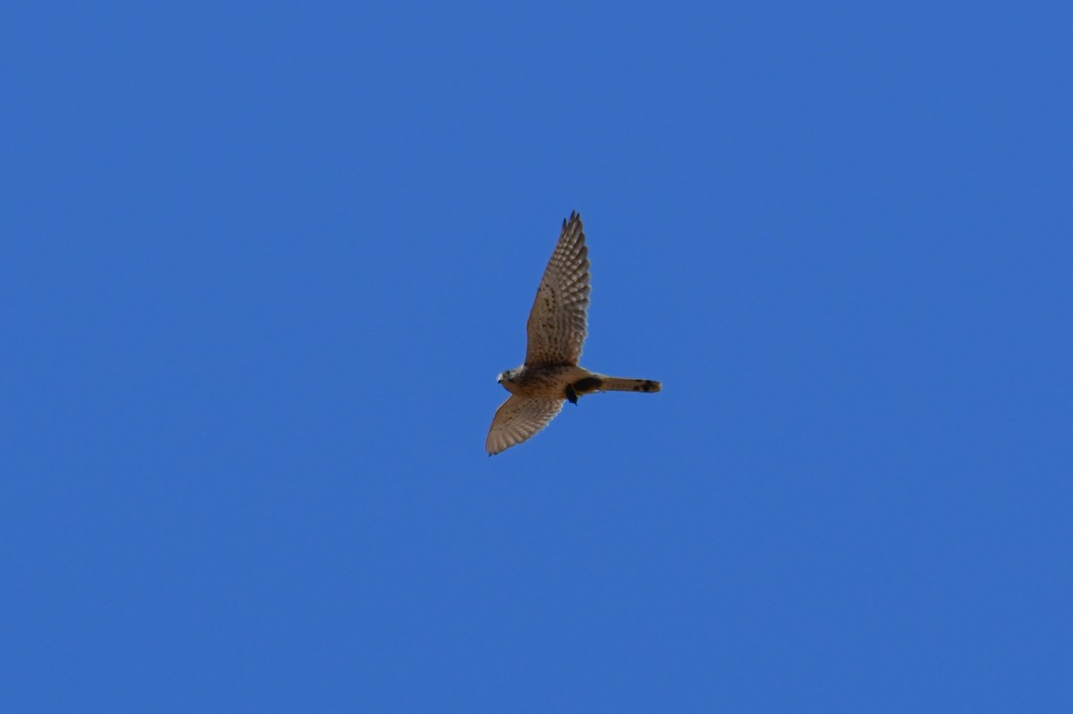 Turmfalke [tinnunculus-Gruppe] - ML644634339