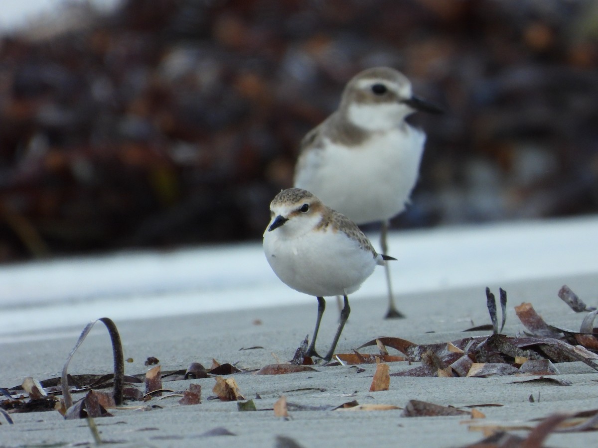 Chorlitejo Capirrojo - ML644634342