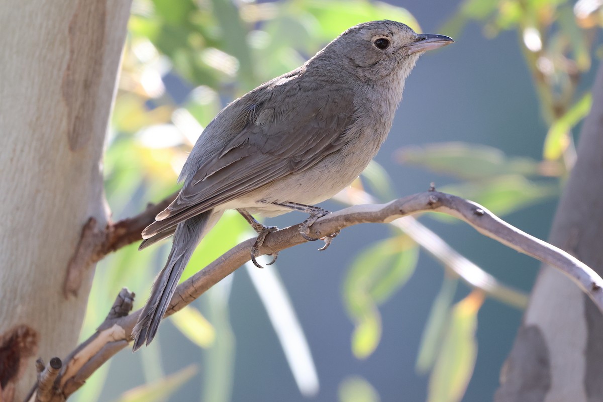 Gray Shrikethrush - ML644634348