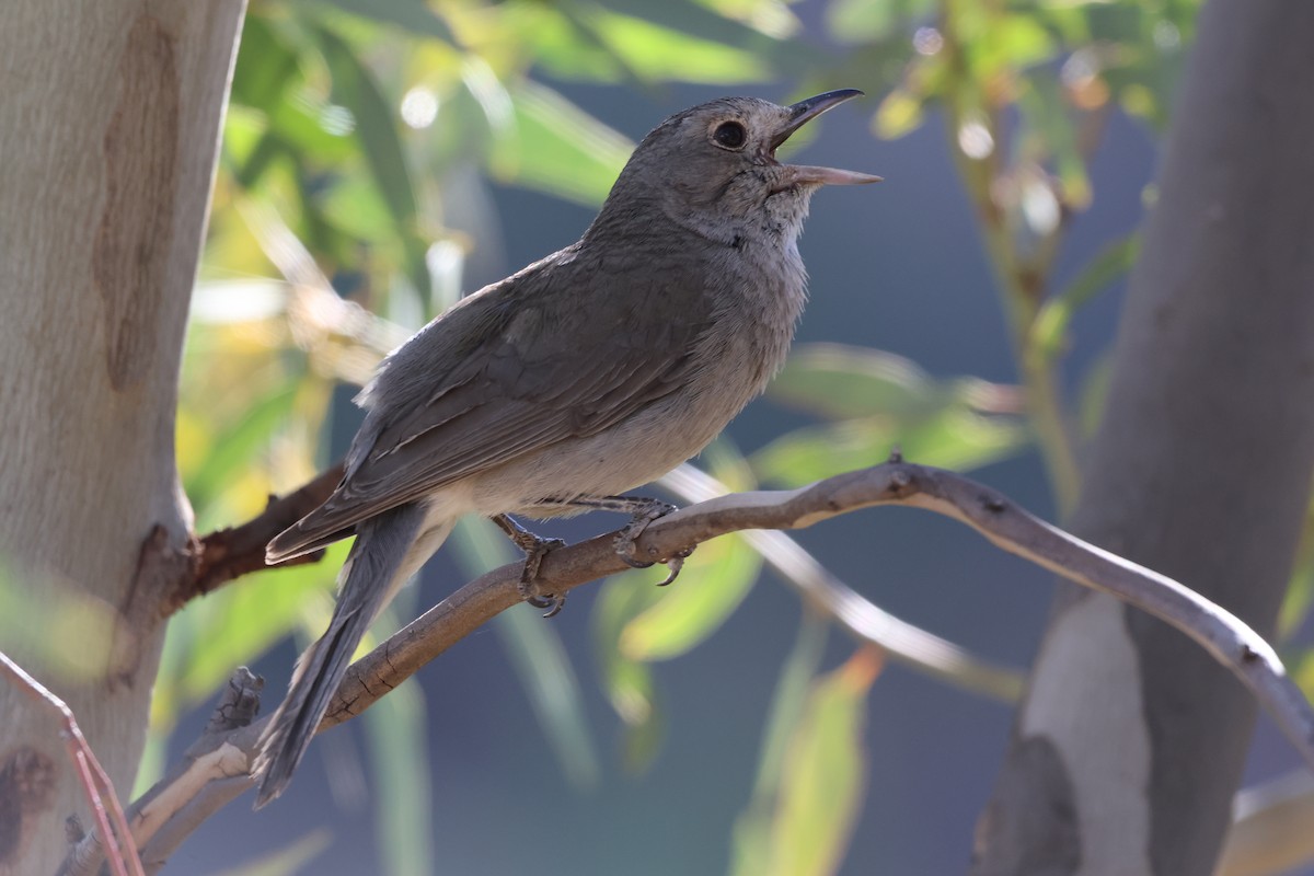 Gray Shrikethrush - ML644634349