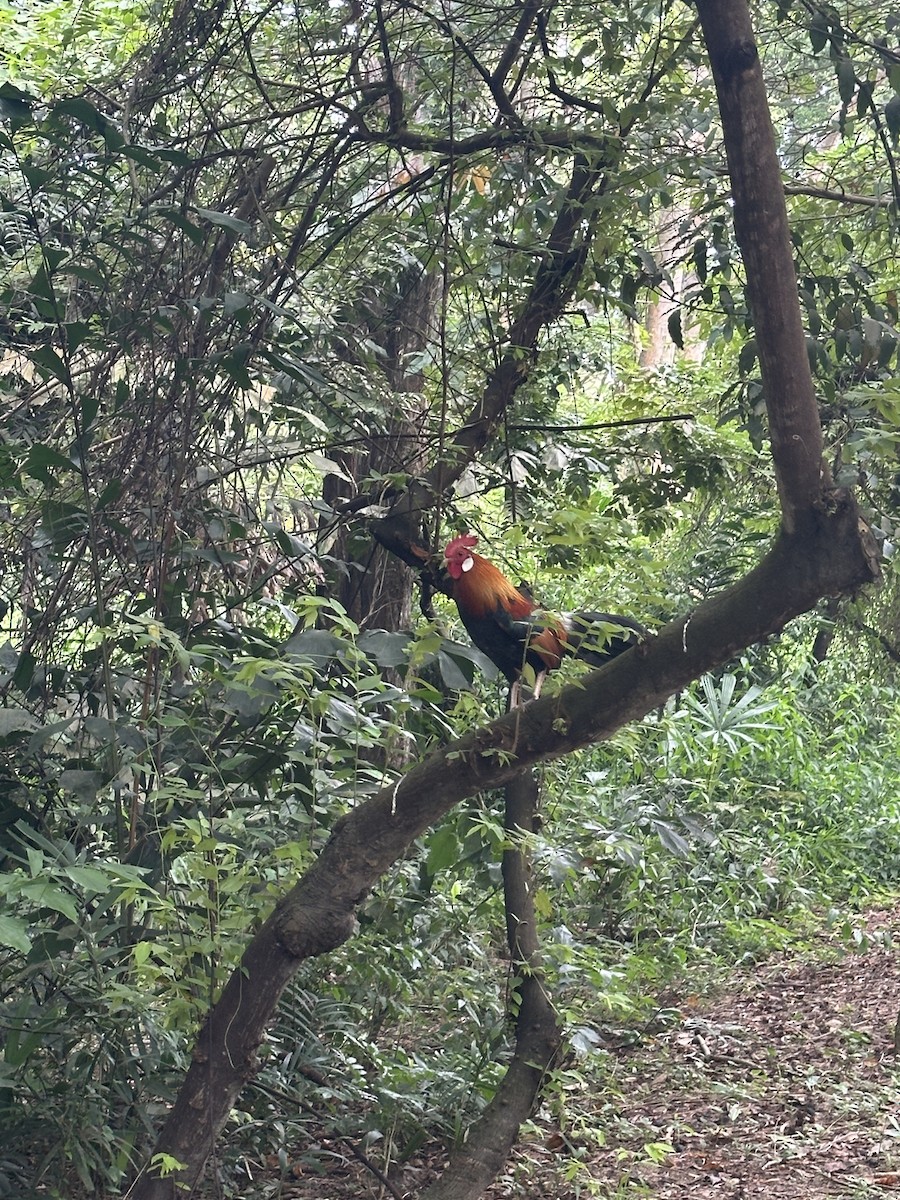 kur bankivský - ML644634350