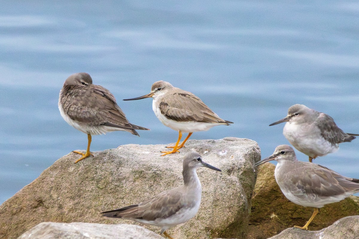 Матигар хөгчүү - ML644634351