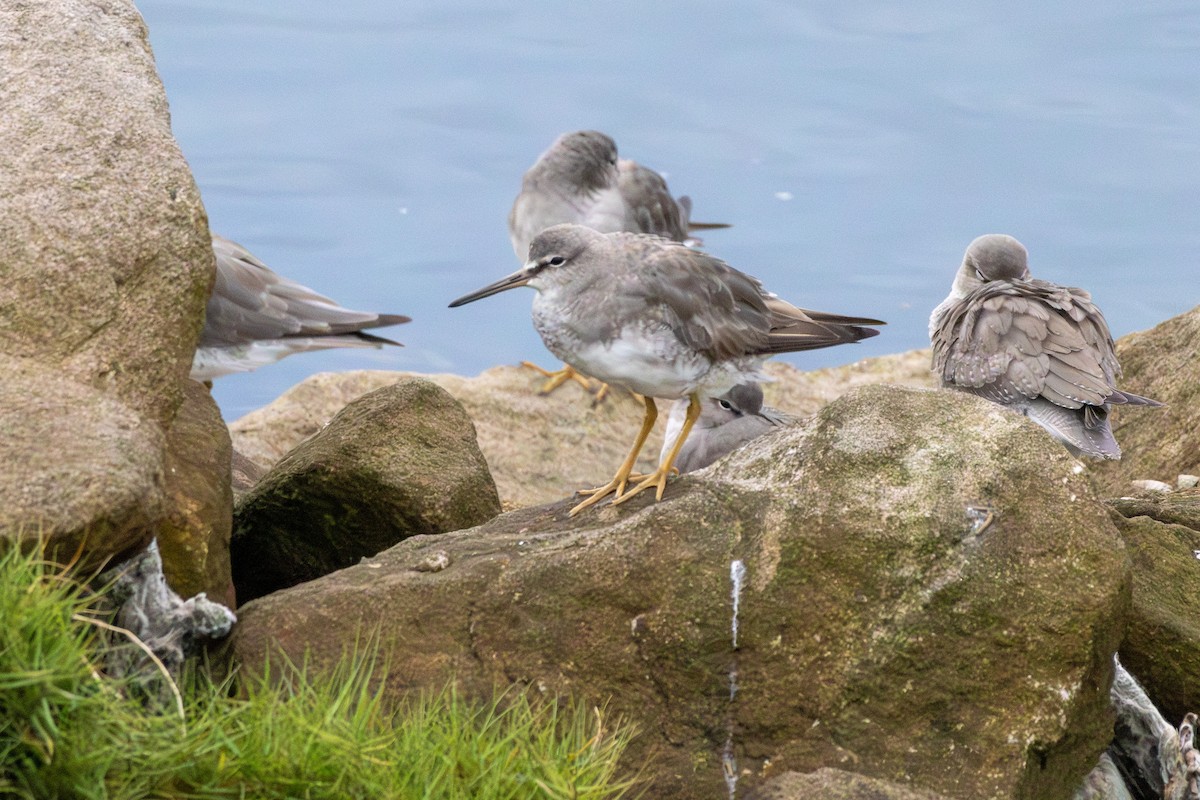 Буурал хөгчүү - ML644634352