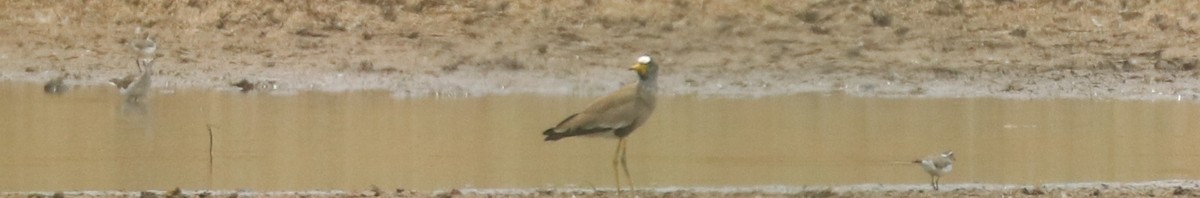 ミスジチドリ - ML644634363