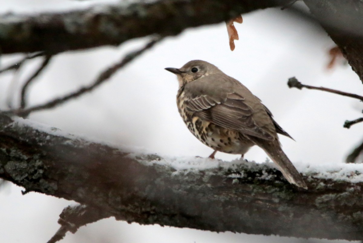 Grive draine - ML644634364