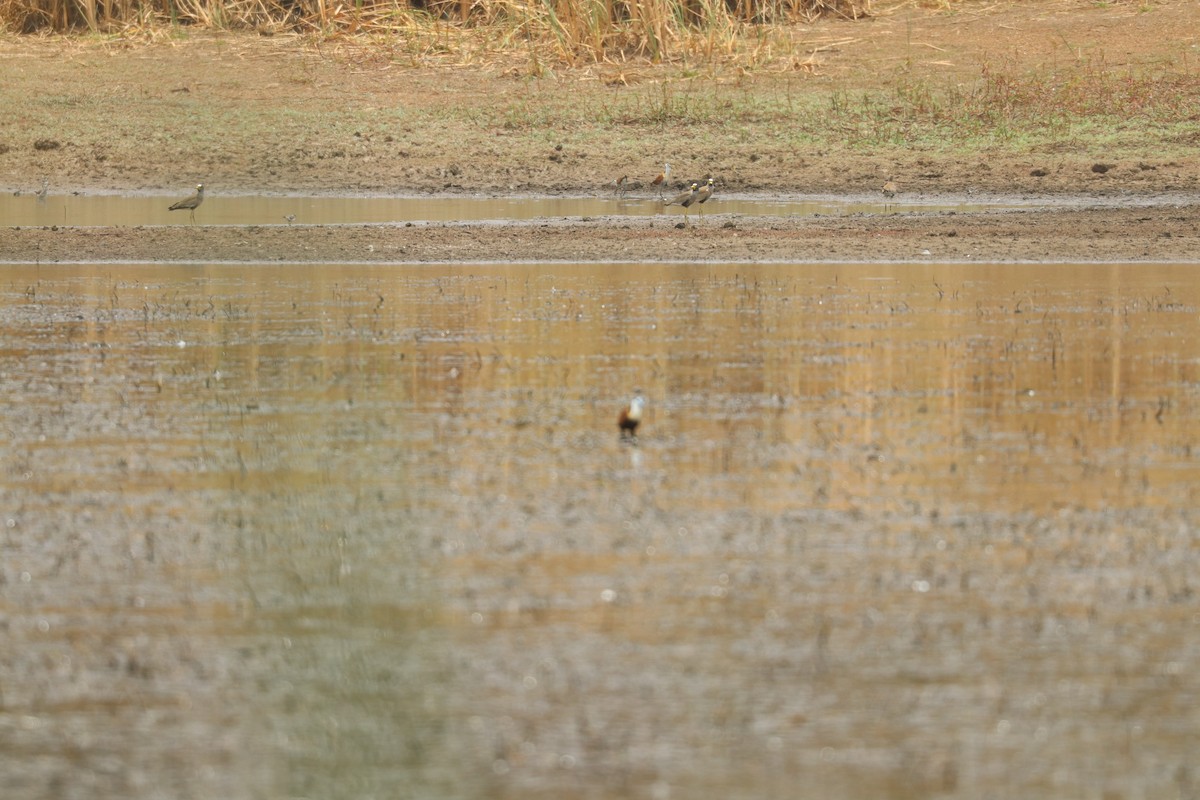 ミスジチドリ - ML644634365