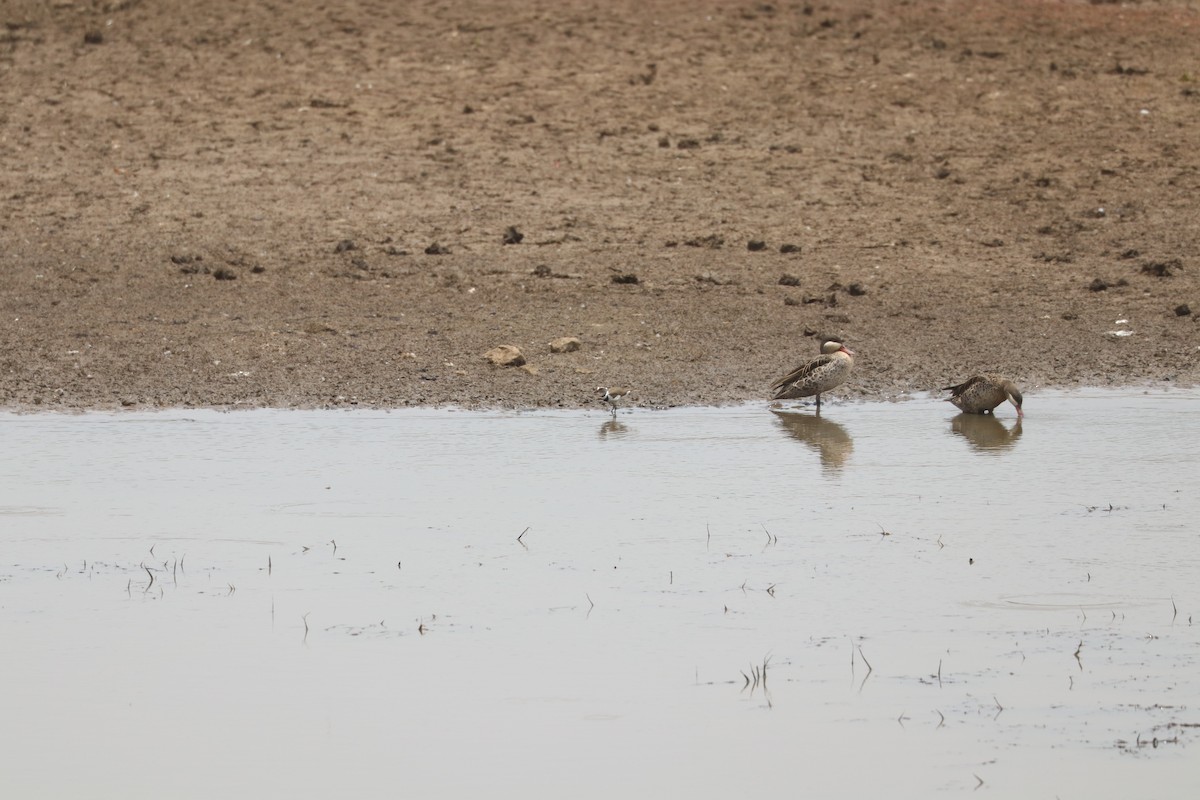 ミスジチドリ - ML644634376