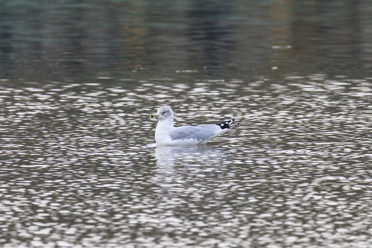 Ring-billed Gull - ML644634378