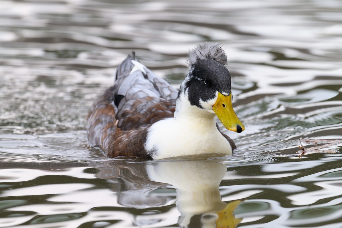 Mallard (Domestic type) - ML644634379
