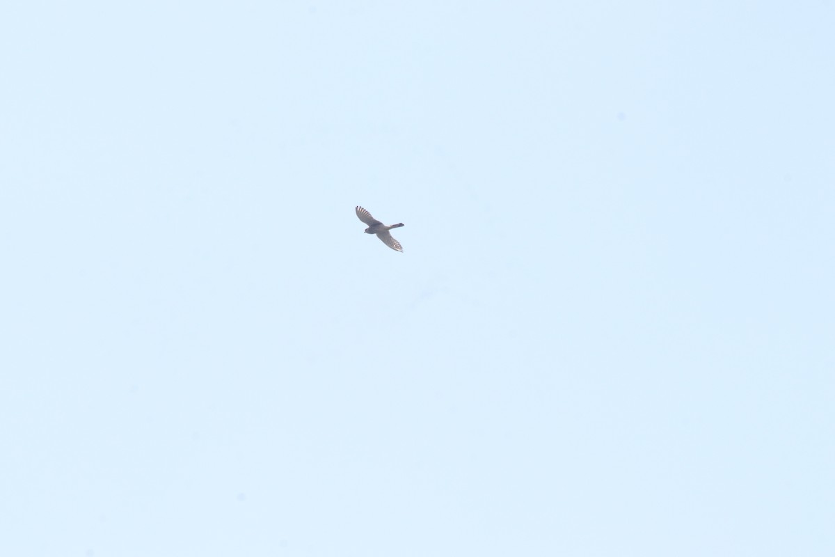 Turmfalke - ML644634382