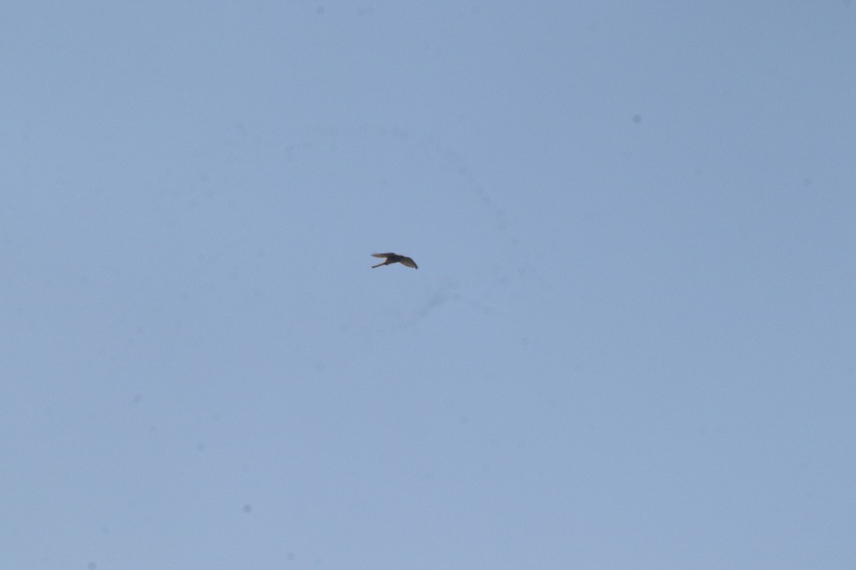 Turmfalke - ML644634383