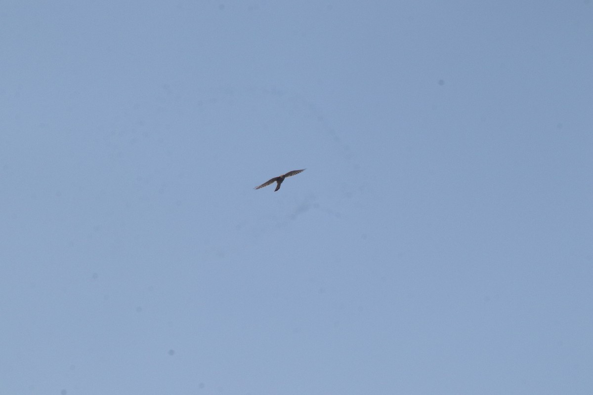 Turmfalke - ML644634384