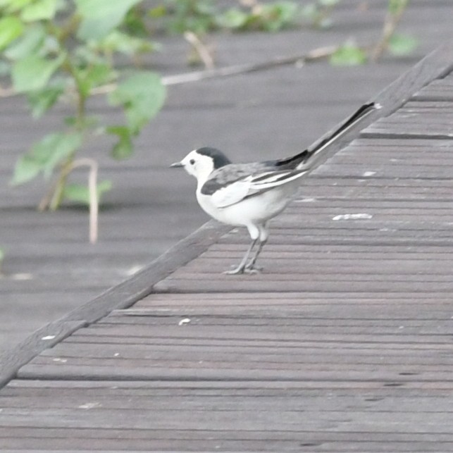 linerle - ML644634390