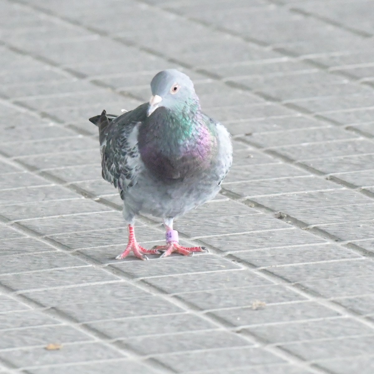 Голуб сизий (міський) - ML644634426