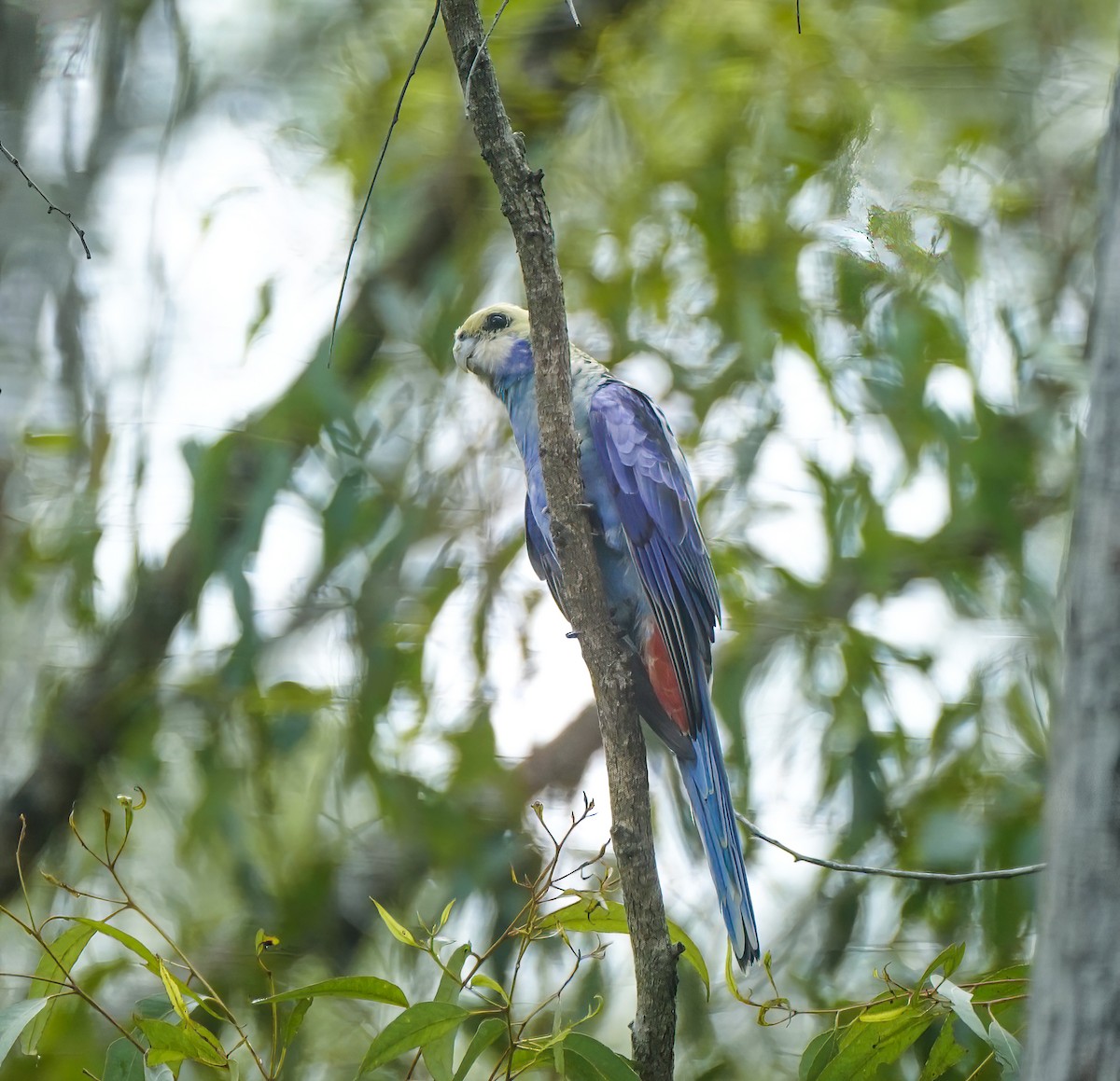 rosela žlutohlavá - ML644634430