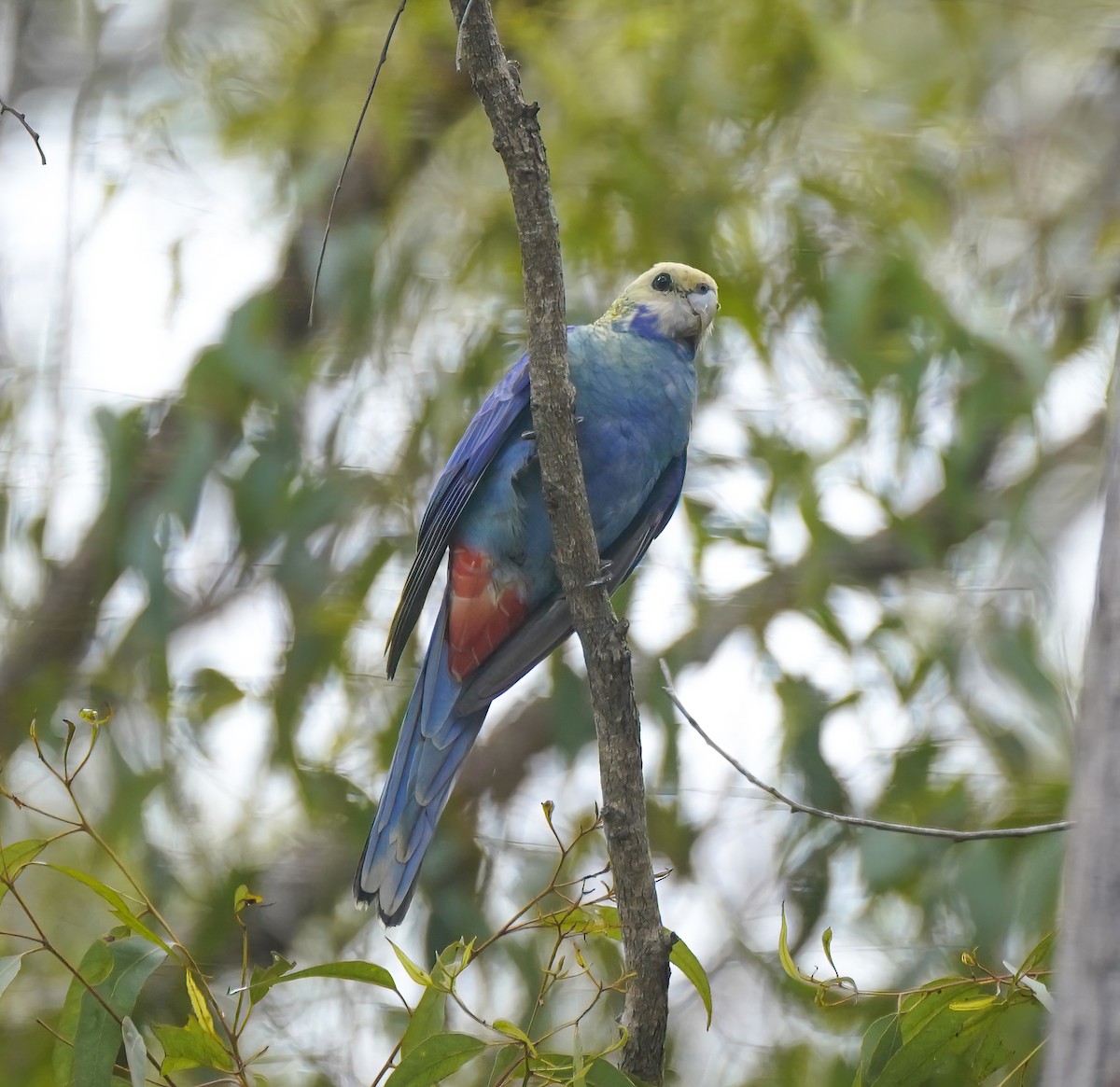 rosela žlutohlavá - ML644634431