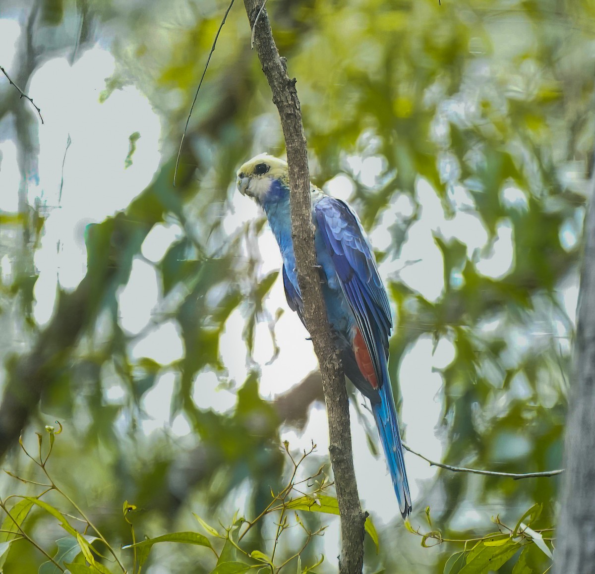 rosela žlutohlavá - ML644634432