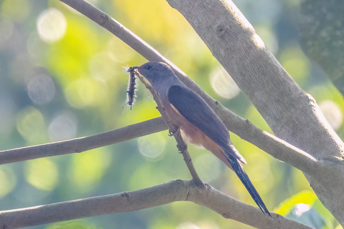 ヒメカッコウ - ML644634438