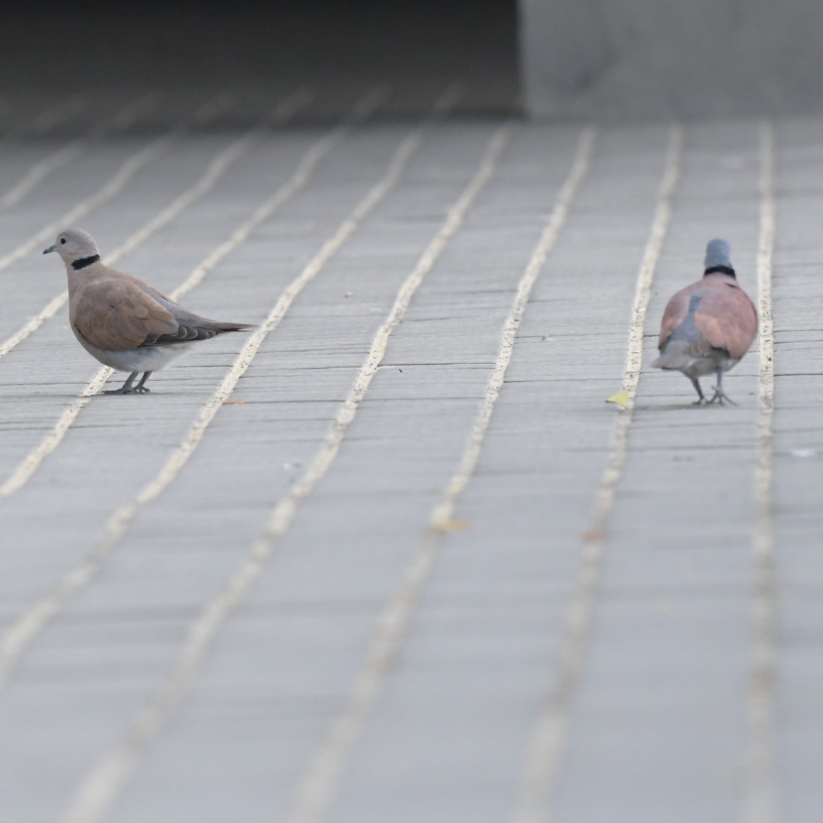 Tórtola Cabecigrís - ML644634443