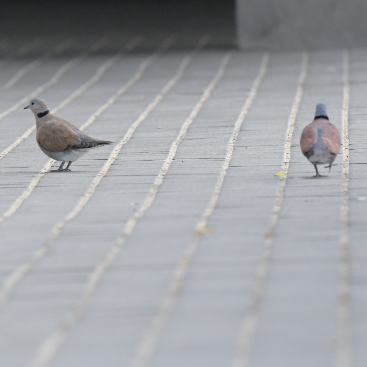 Tórtola Cabecigrís - ML644634444