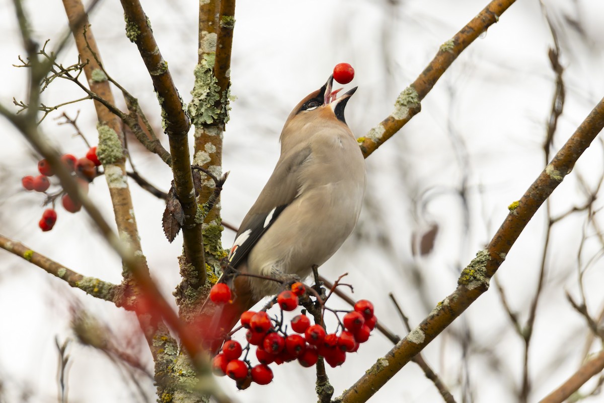 キレンジャク - ML644634445