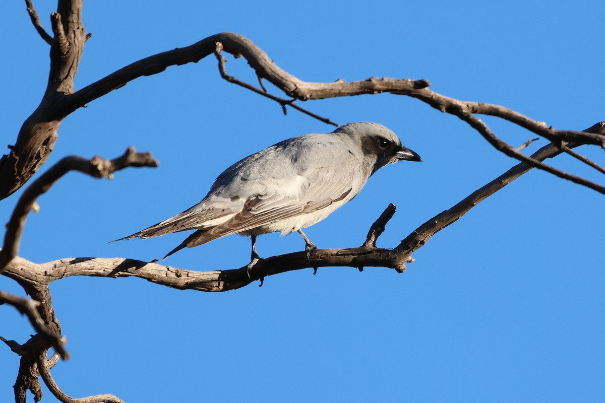 Black-faced Cuckooshrike - ML644634446