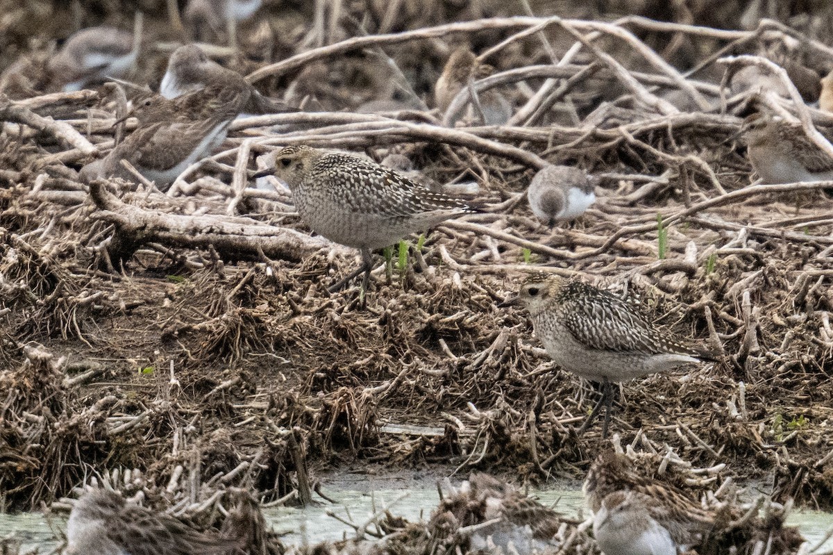 sibirlo - ML644634450