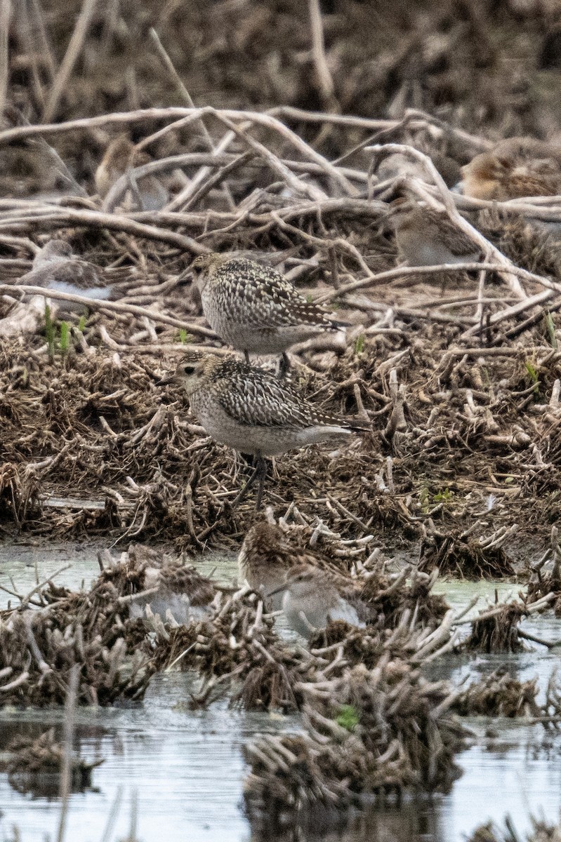 sibirlo - ML644634451