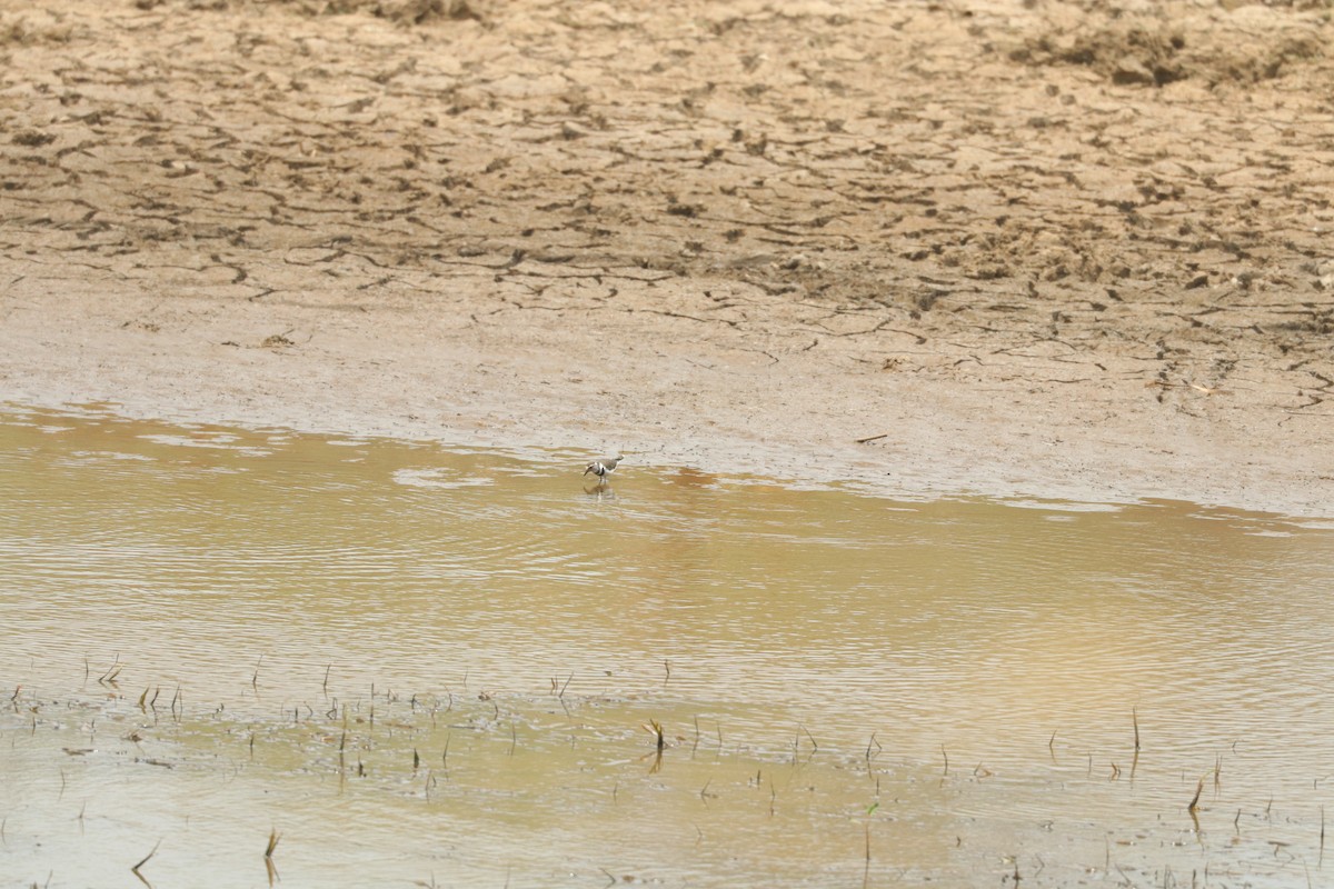 ミスジチドリ - ML644634452