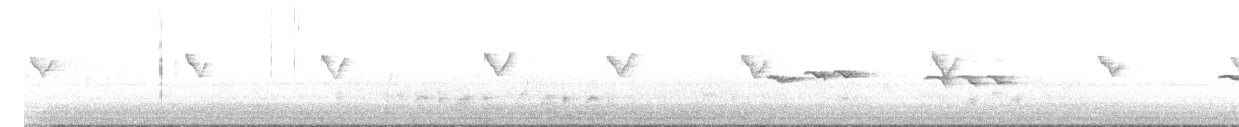 Papagai-tximutx mantxuriarra - ML644634459