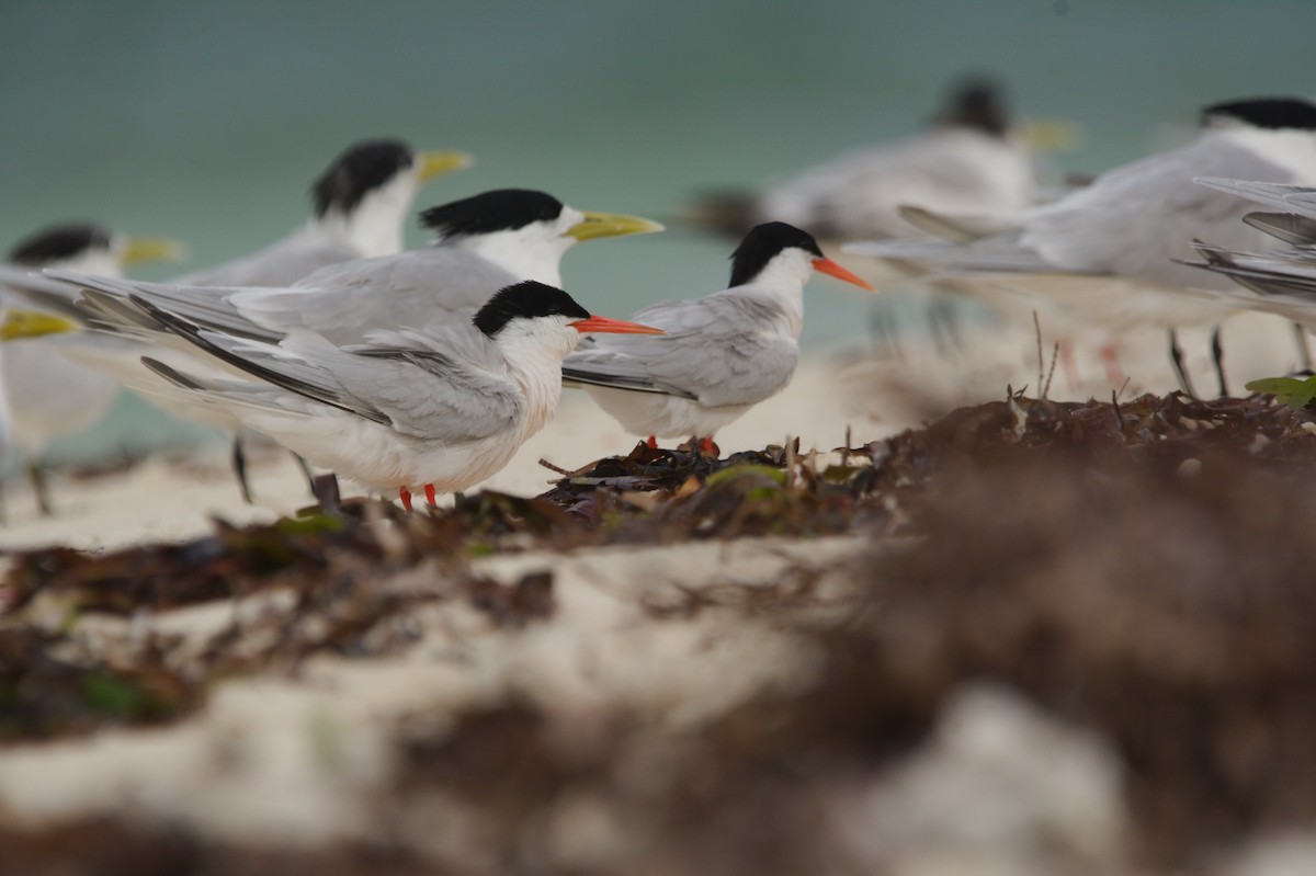 Sterne de Dougall - ML644634468