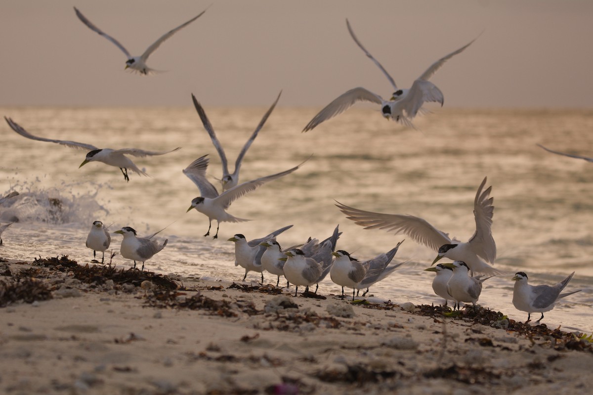 Sterne huppée - ML644634469