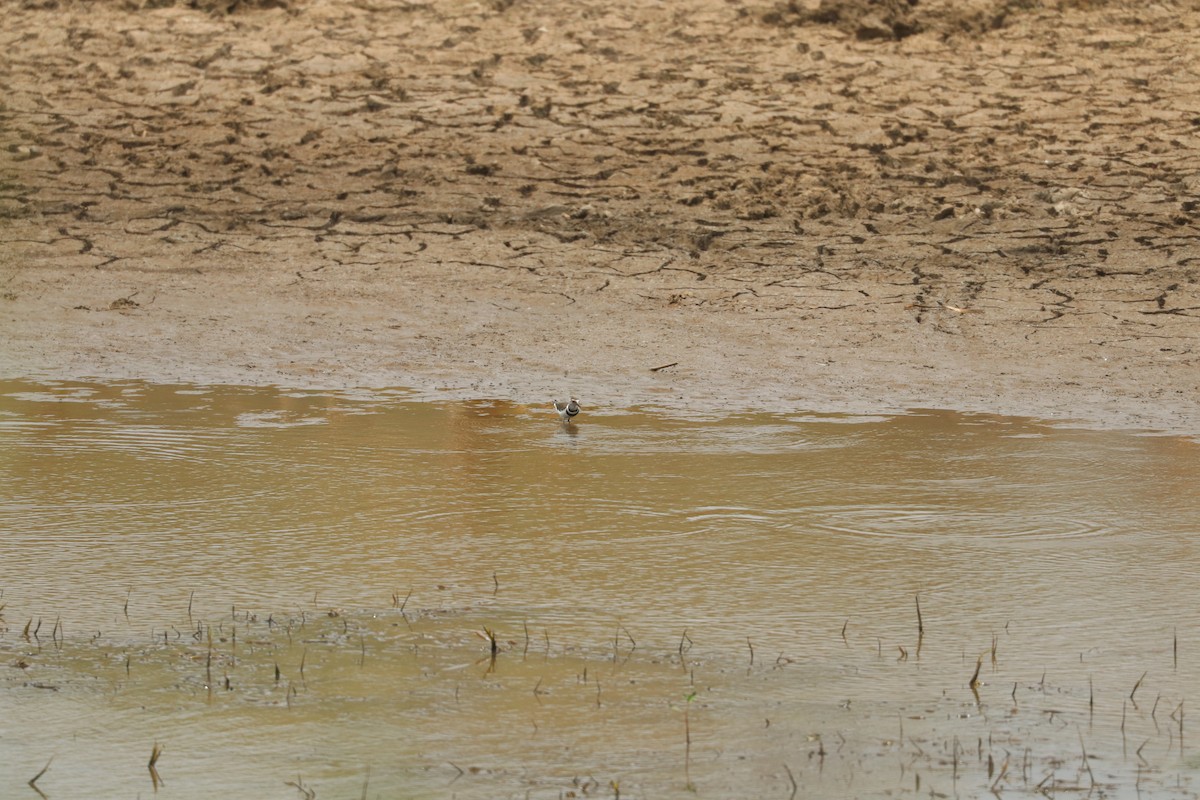 ミスジチドリ - ML644634478