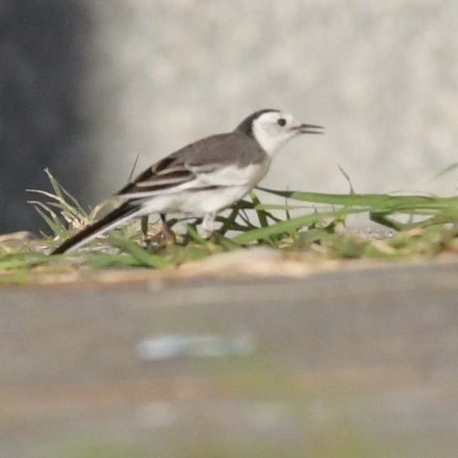 linerle - ML644634479