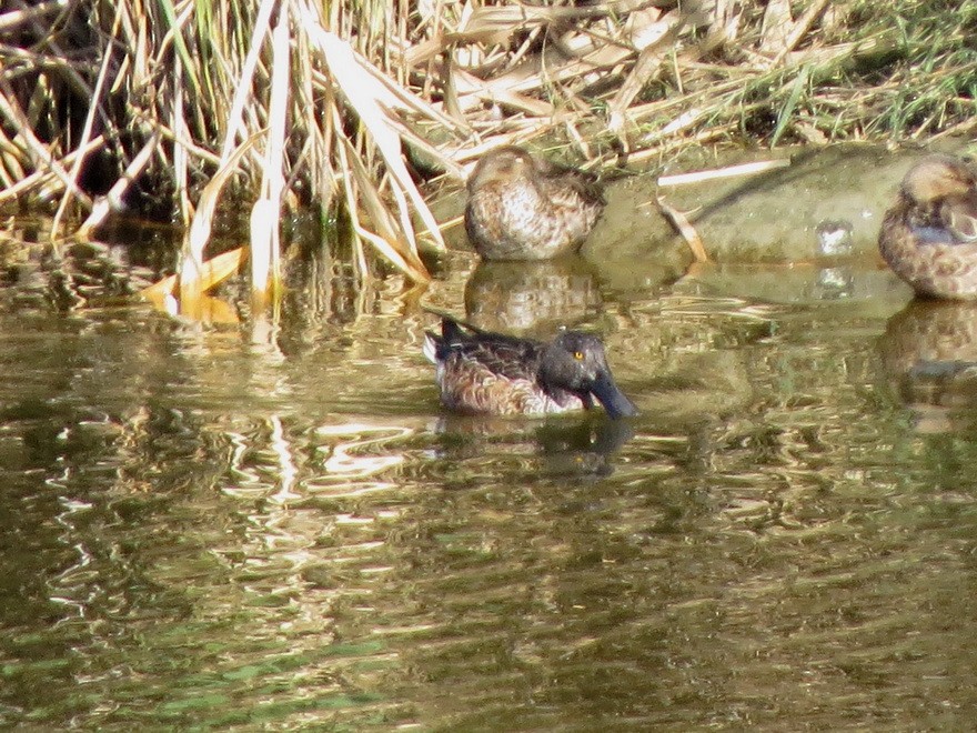 Широконіска північна - ML644634481