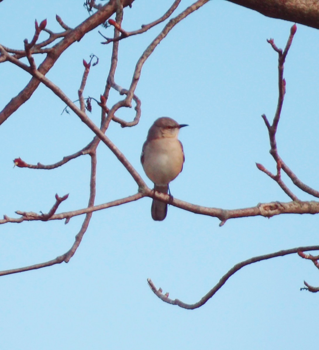 Northern Mockingbird - ML644634483