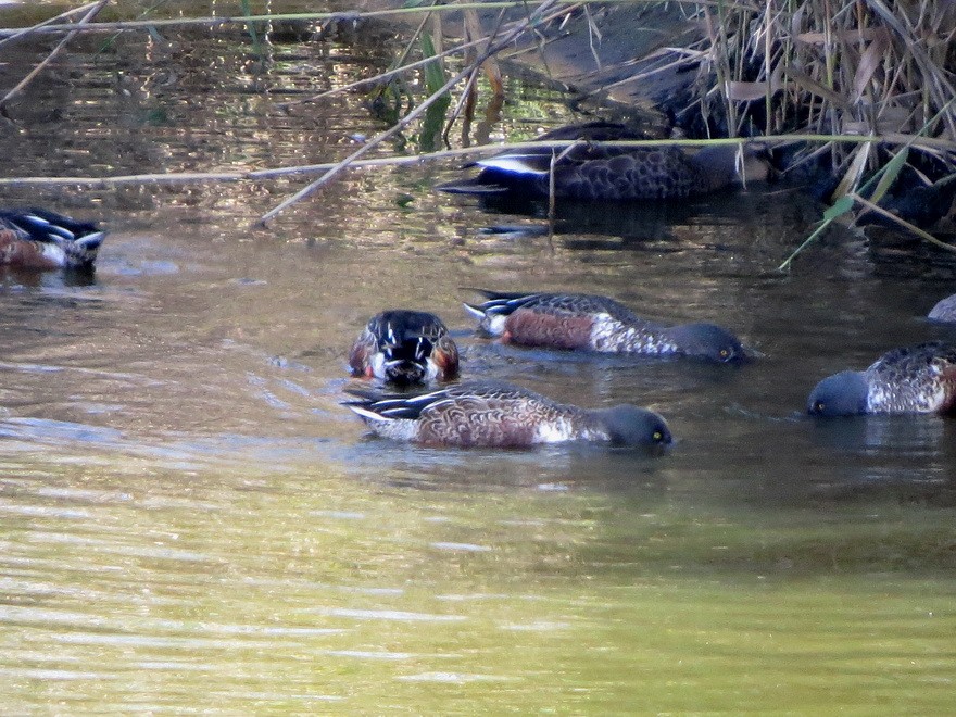 Широконіска північна - ML644634484