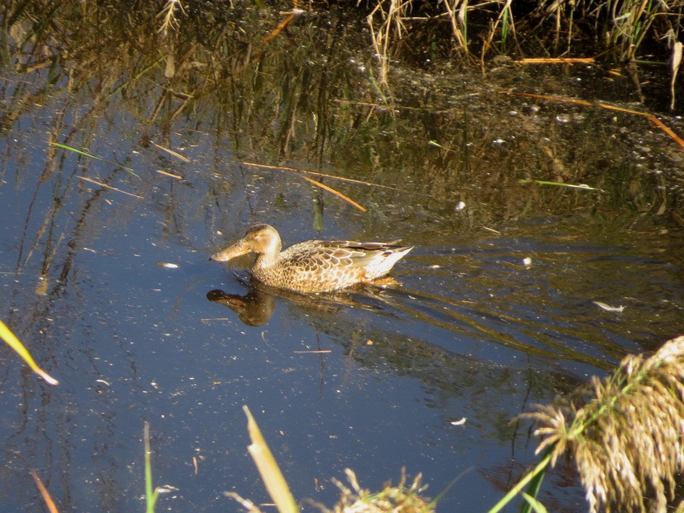Широконіска північна - ML644634485