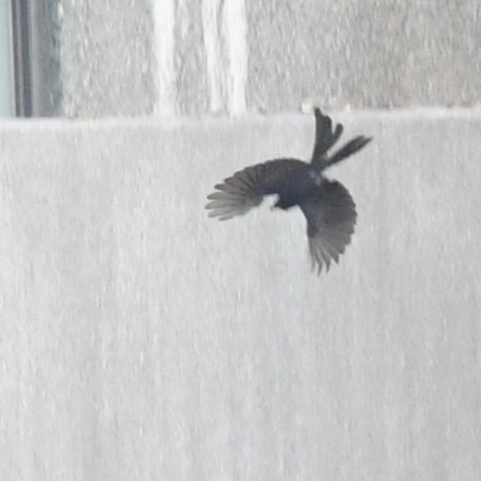 Black Drongo - ML644634486