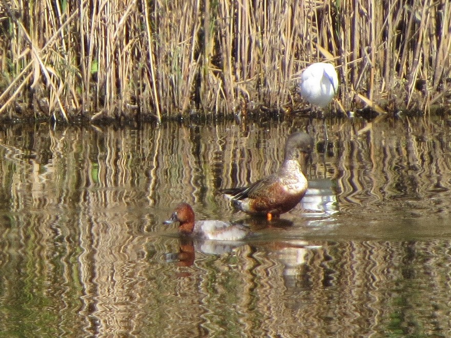 Попелюх звичайний - ML644634489