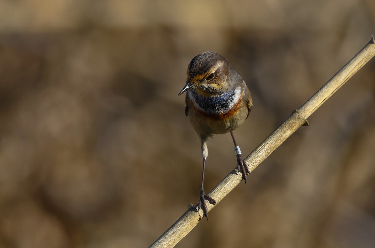 オガワコマドリ - ML644634490