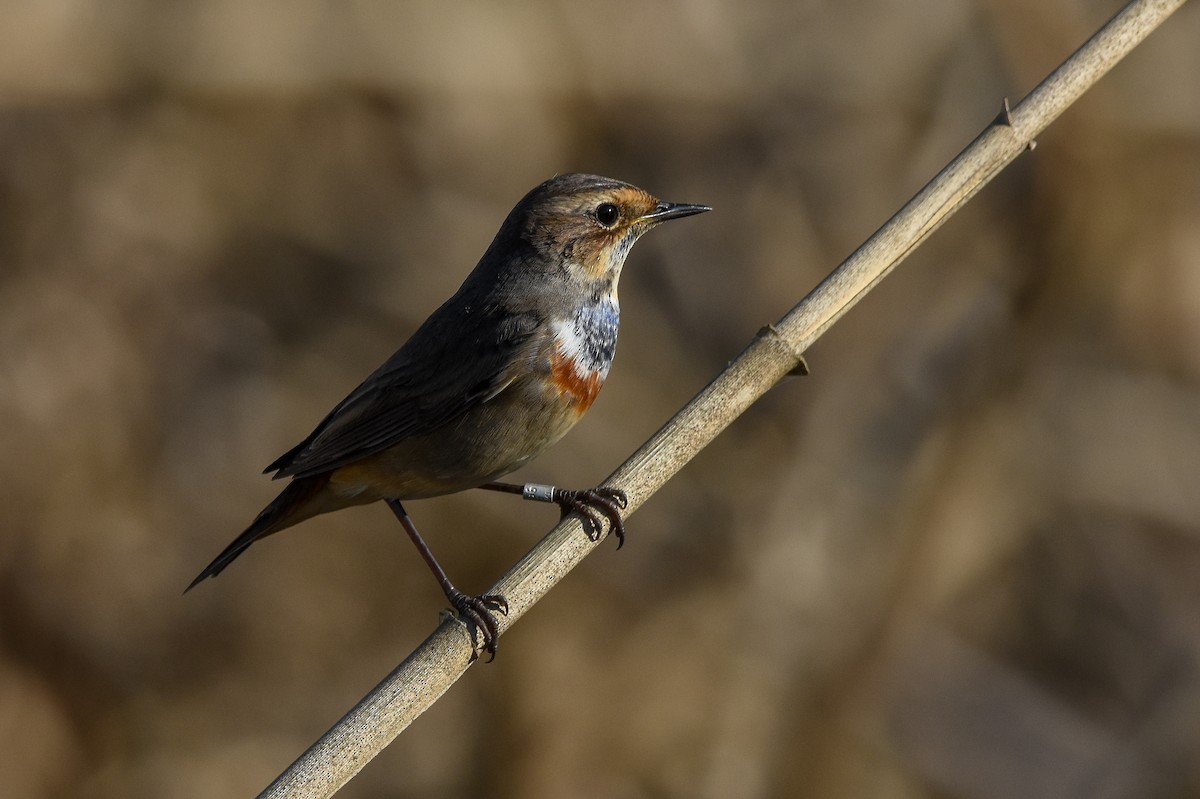 オガワコマドリ - ML644634491