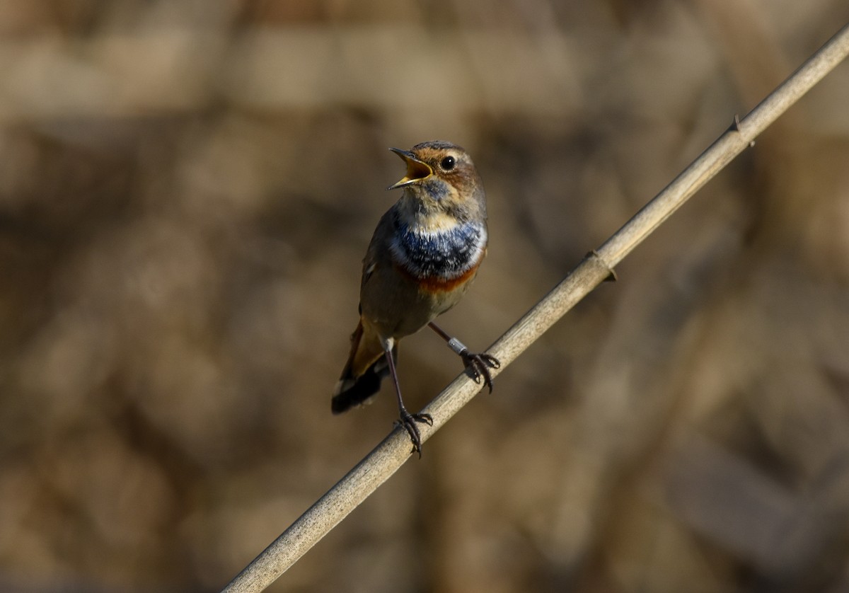 オガワコマドリ - ML644634494