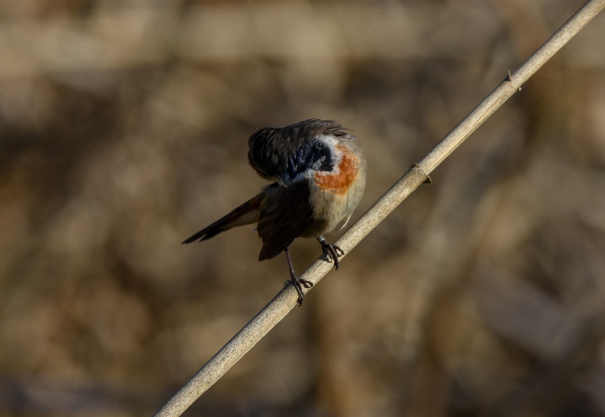 オガワコマドリ - ML644634495